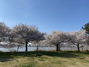 公園の桜。